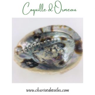 COQUILLE D'ORMEAU1
